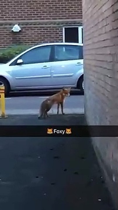 Il croise un renard en pleine ville et pense qu’il est inoffensif