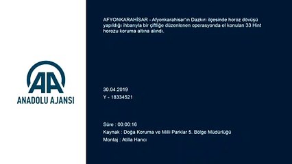 Horoz dövüştürenlere baskın - AFYONKARAHİSAR