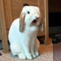 Cet adorable lapineau a sommeil. Regardez ce qu'il fait !