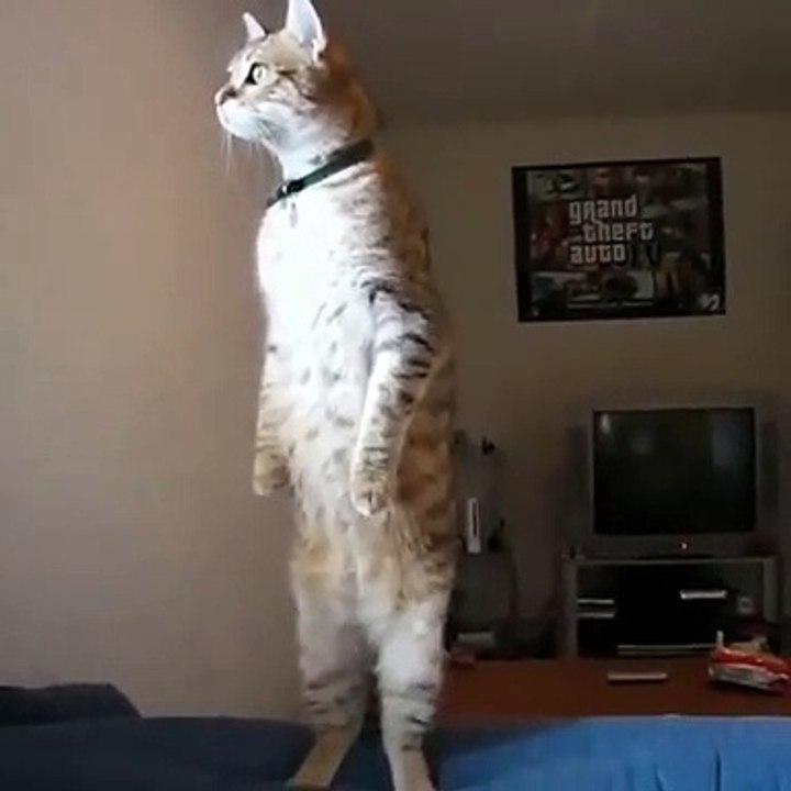 Ahurissant ! Ce chat se tient sur ses deux pattes comme un humain !