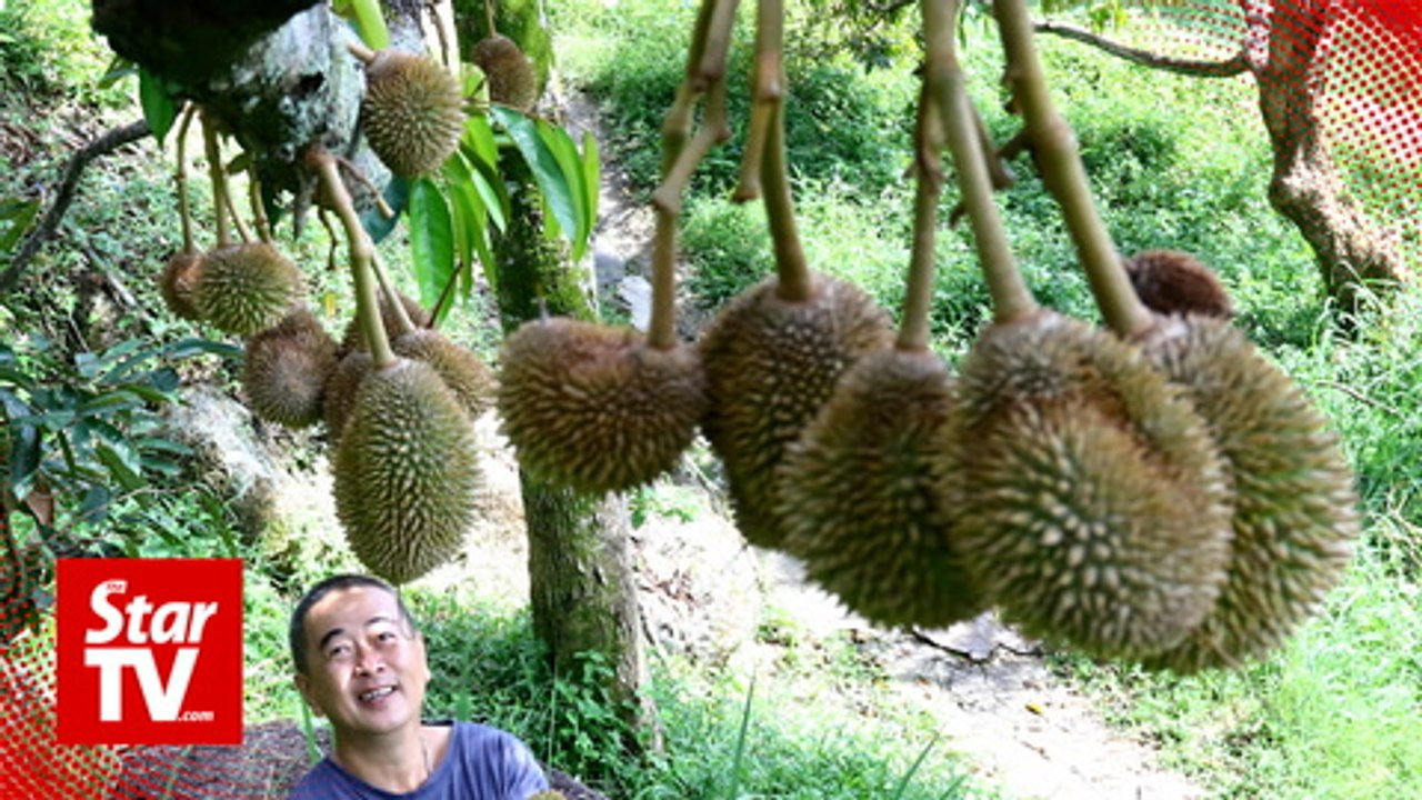 Penang's durian season set for May or June this...