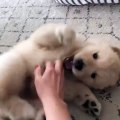 Ce mignon petit chiot adore les chatouilles. Sa réaction est trop chou !