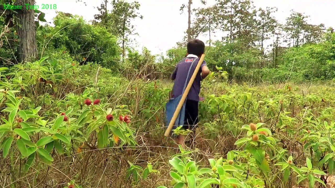 Primitive Technology: Awesome Komodo Dragon Trap Using Bow & Eggs Komodo Dragon That Work 100%