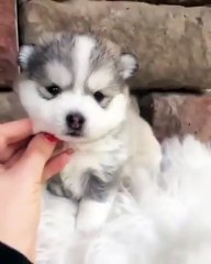 Vous allez craquer pour les couinements de ce bébé husky. Adorable !