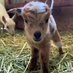 Ce bébé chèvre tout mignon sait à peine marcher. Trop cute !