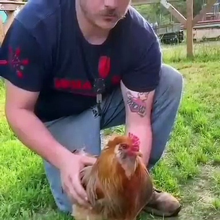 Un coq se fait hypnotiser sur du sable. Incroyable !