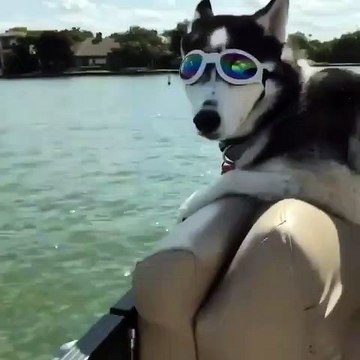 Quand une superbe chienne profite de ses vacances, voici ce que ça donne. Trop drôle !