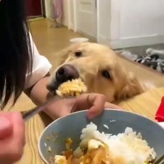 Ce chien a une réaction bizarre quand sa maîtresse mange. Hilarant !