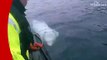Whale filmed harassing Norwegian boats could be 'Russian weapon'