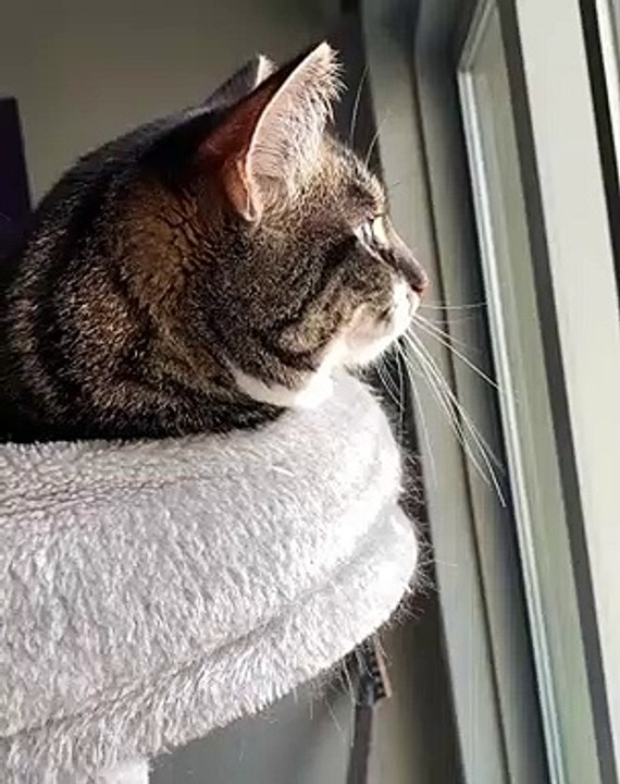 Ce superbe chat a un miaulement unique au monde. Ecoutez !