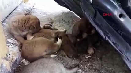 Poşetle araziye atılan bebek köpekler