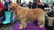 Chine: concours canin dans un pays où l'on mange encore du chien