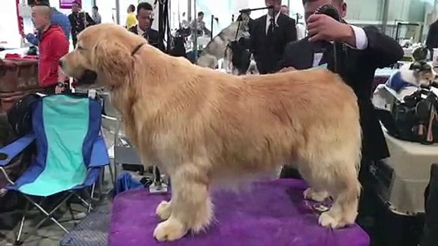 Chine: concours canin dans un pays où l'on mange encore du chien