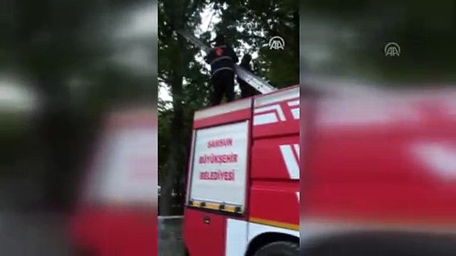Topunu almak için çıktığı ağaçta mahsur kaldı - SAMSUN