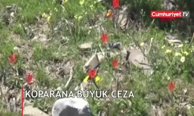 Bu çiçeği koparan yandı! İşte cezası