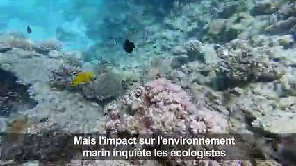 Dans les eaux de la mer Rouge, le regain du tourisme menace les coraux