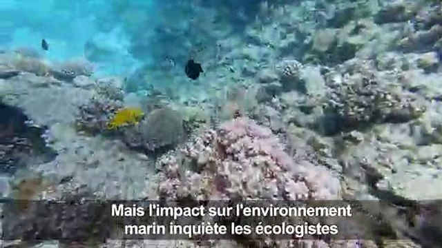 Dans les eaux de la mer Rouge, le regain du tourisme menace les coraux