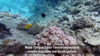 Dans les eaux de la mer Rouge, le regain du tourisme menace les coraux