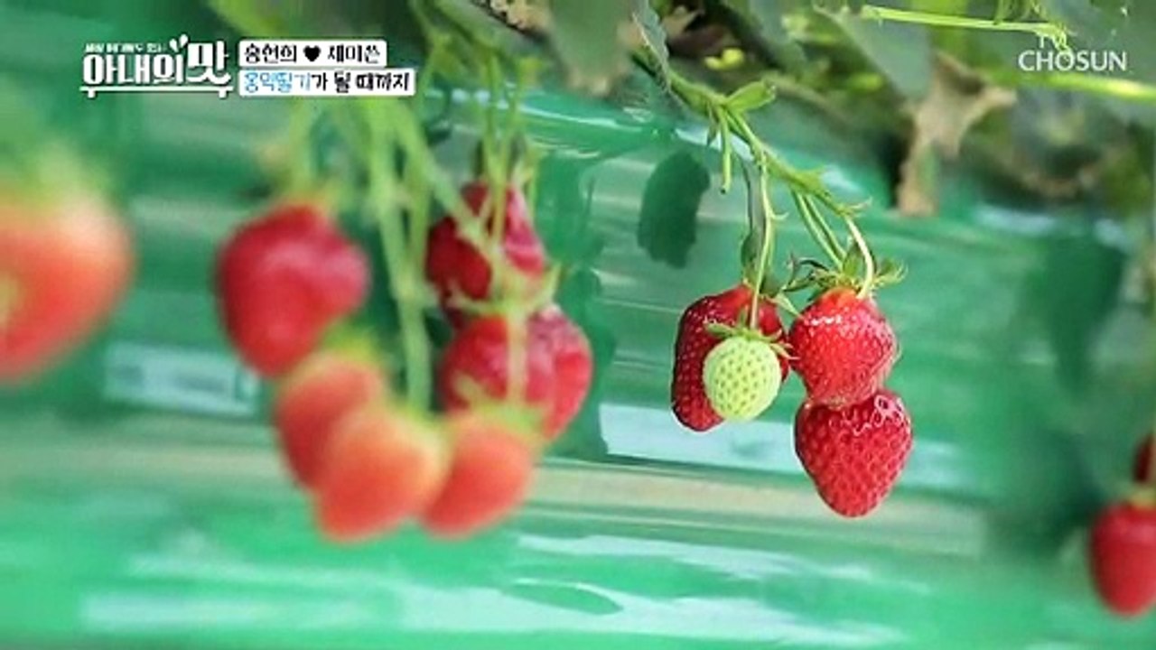 어서와♥ 딸기 이모&딸기 삼촌 부부 체험  삶의 현장