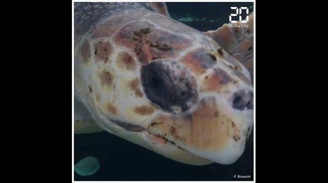 Le Musée océanographique de Monaco ouvre un «hôpital» pour tortues marines