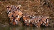 Quand toute une famille de tigre boivent ensemble. Époustouflant !