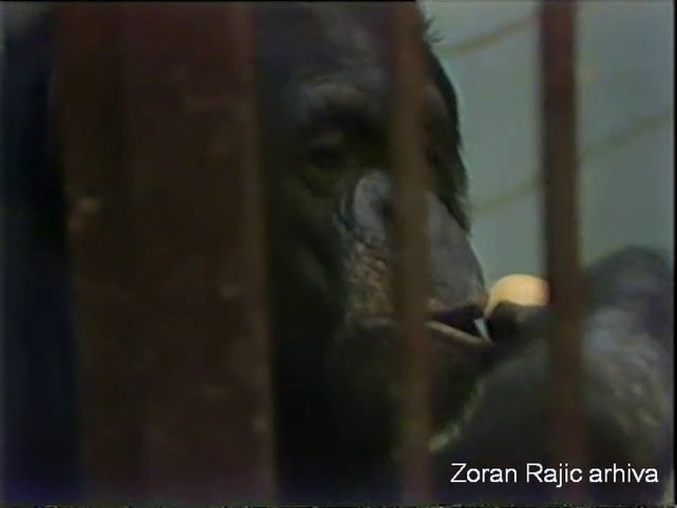1988. 02. Simpanza Sami u staroj majmunari