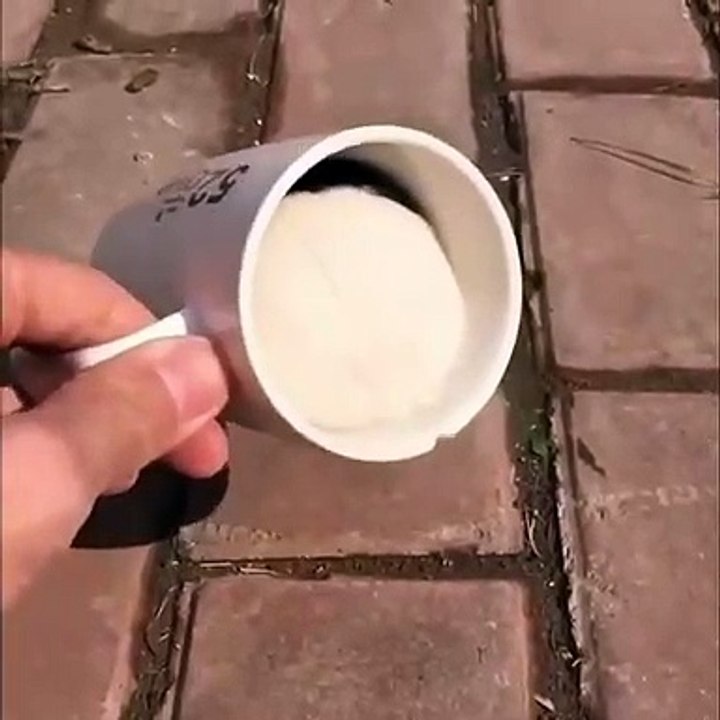 Quand un mini cochon d'Inde se cache dans une tasse de café. Marrant !