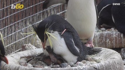 Watch These Adorable Baby Penguins Settle Into Their New Home