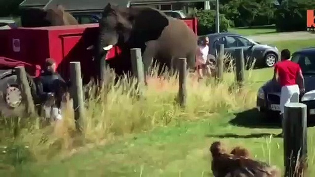 Elephants in funny moment