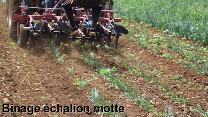 I BRIQUE bineuse oignons