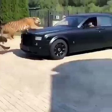 Ce chat dans sa douche va vous faire exploser de rire. Hilarant !