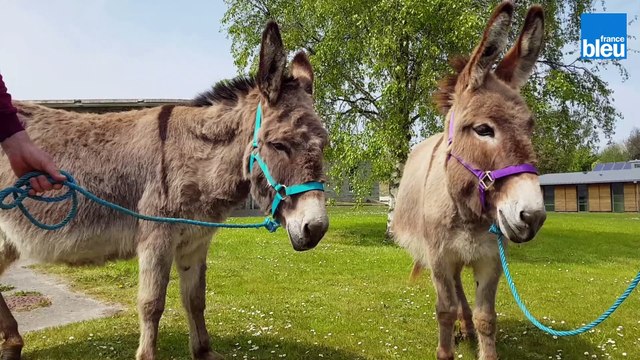 Des tondeuses à quatre pattes à Cherbourg-en-Cotentin
