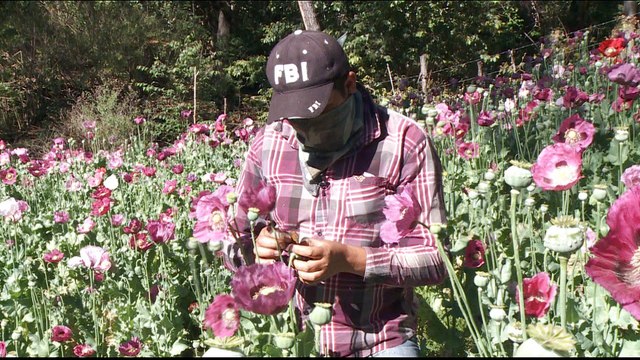 Mexico drugs: Fentanyl takes over heroin market