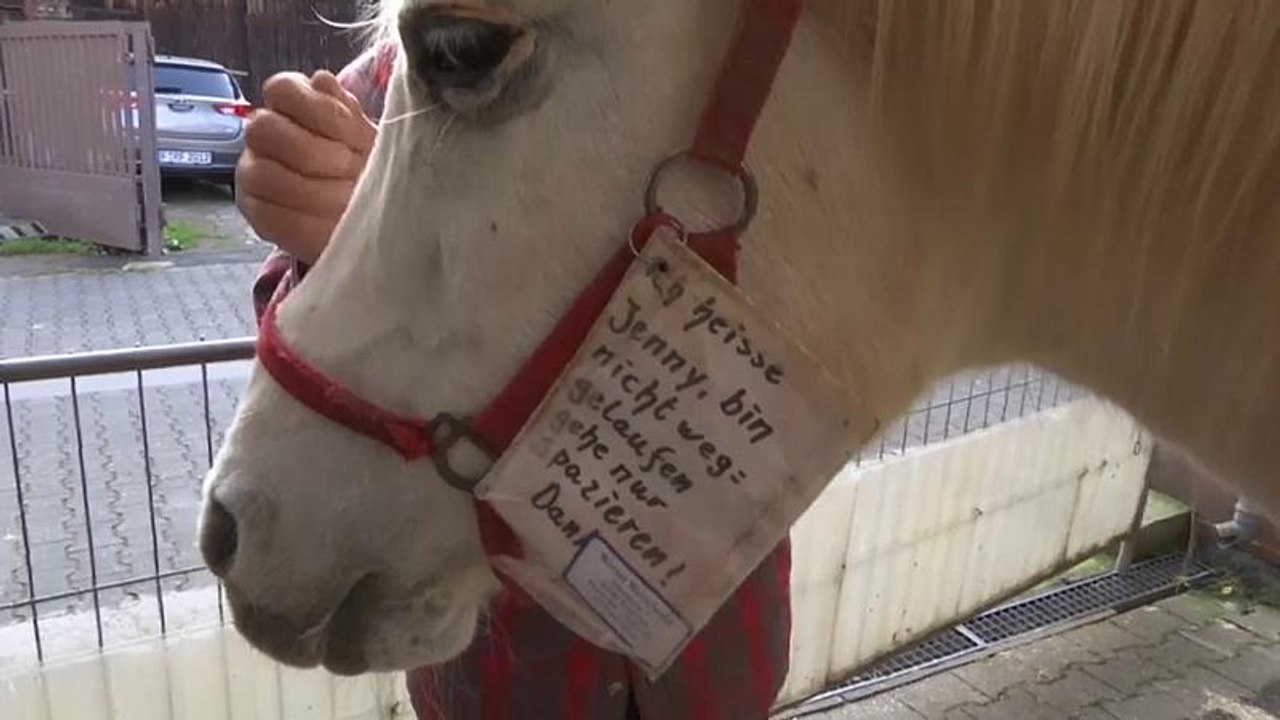 Unterwegs mit Wanderstute Jenny