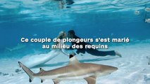 Ce couple de plon­geurs s’est marié au milieu des requins !