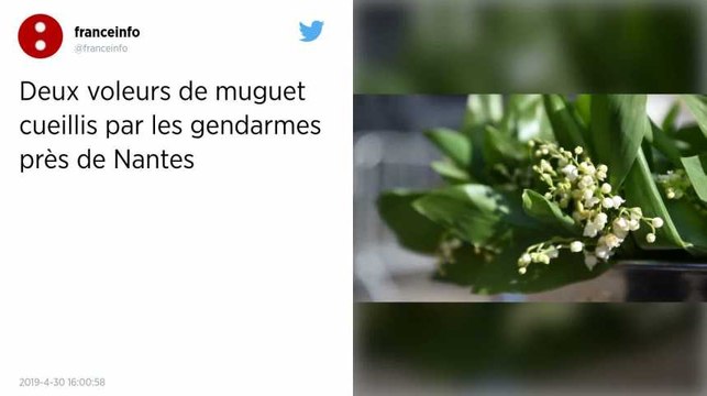 Un millier de brins de muguet volés près de Nantes à la veille du 1er mai