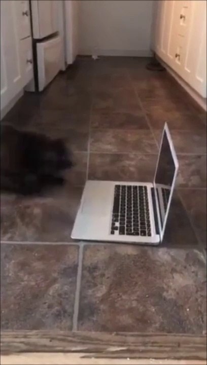 Ce chat déteste son reflet