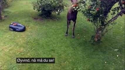 Un Elan détruit une tondeuse automatique venue le déranger en train de manger