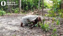 Des jeunes orang-outans ont trouvé un sac et c'est hilarant