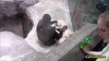 Une maman gorille vient montrer son bébé aux touristes... Adorable