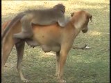 Un singe chevauche un chien... Belle amitié