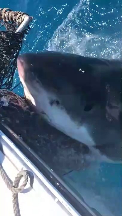 Un grand requin blanc s'en prend à un filet filet de pêche... terrifiant