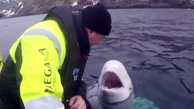 Des norvégiens retrouvent un dauphin entrainé par l'armée russe