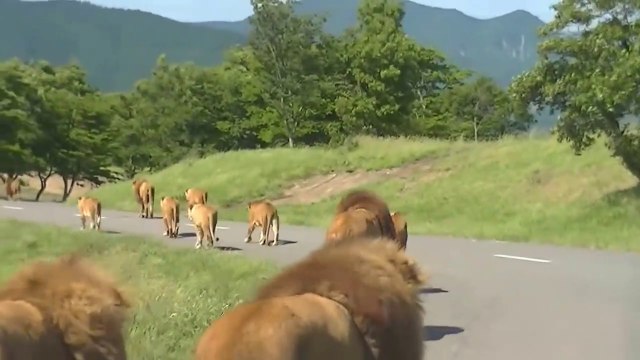 Ce parc animalier au japon accueille des dizaines de lions