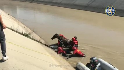 Rescate de un potro en un canal de Sevilla