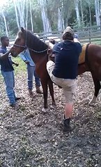 Horse Kicks Man In The Face