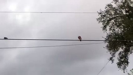 Un petit écureuil sur une prise de courant