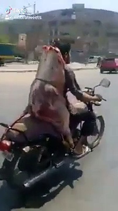 Funny Video