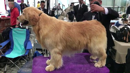 ‘Basta’ ao consumo de cachorros