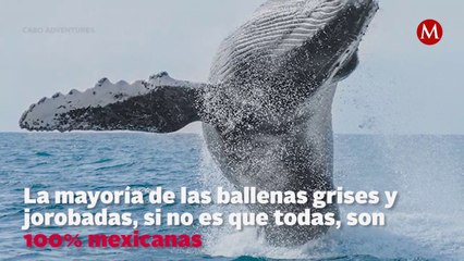Ballenas en Baja California
